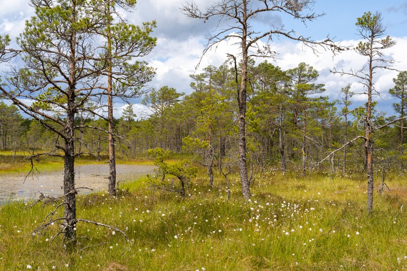 viru-raba 2025-06-07 3-54