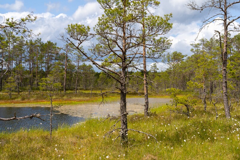 viru-raba 2025-06-07 3-55