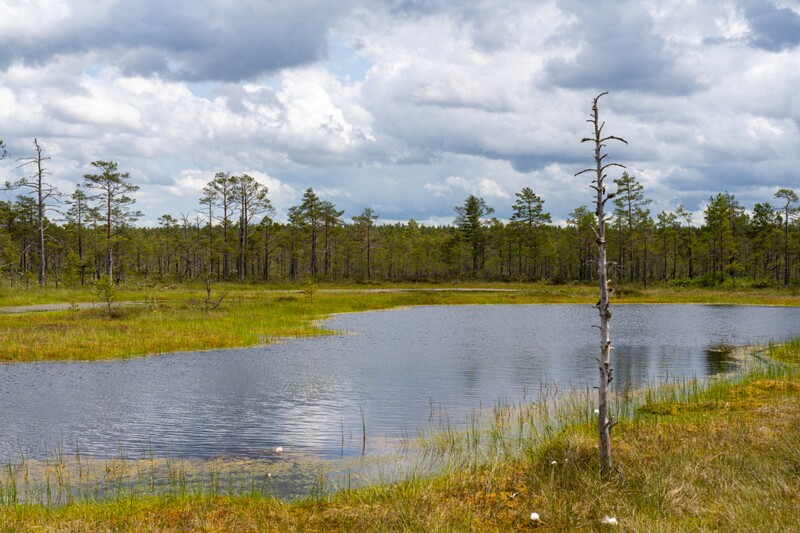 viru-raba 2025-06-07 3-56