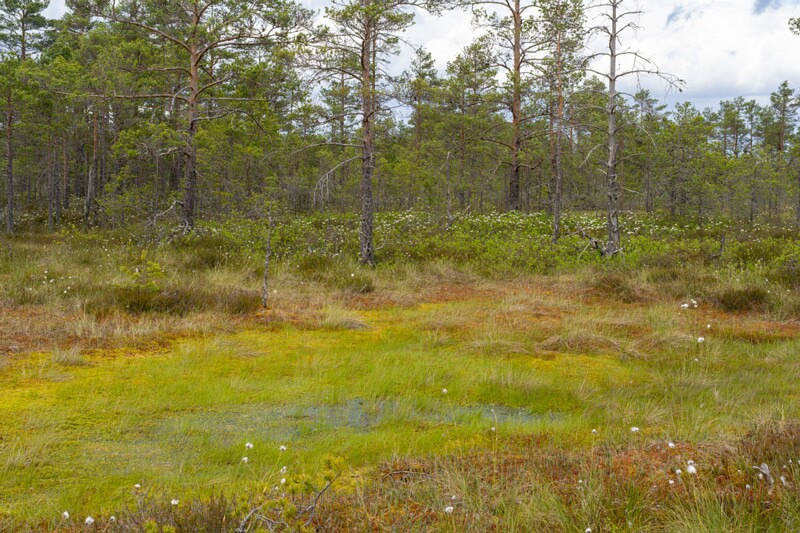 viru-raba 2025-06-07 3-59