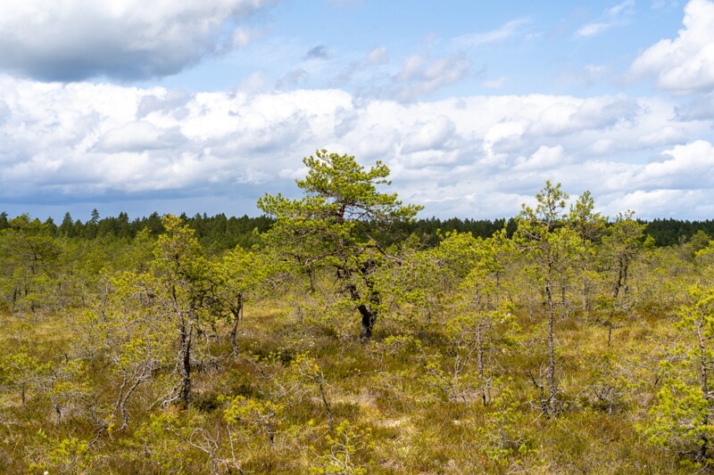 viru-raba 2025-06-07 3-6