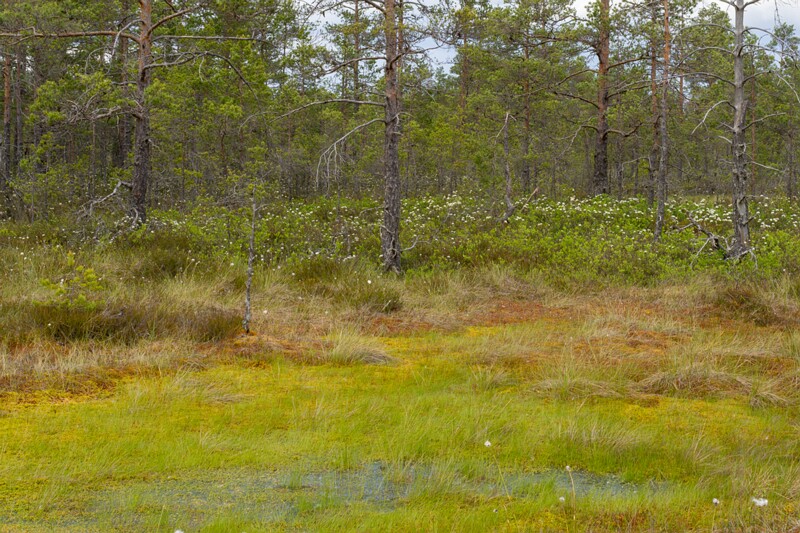 viru-raba 2025-06-07 3-60