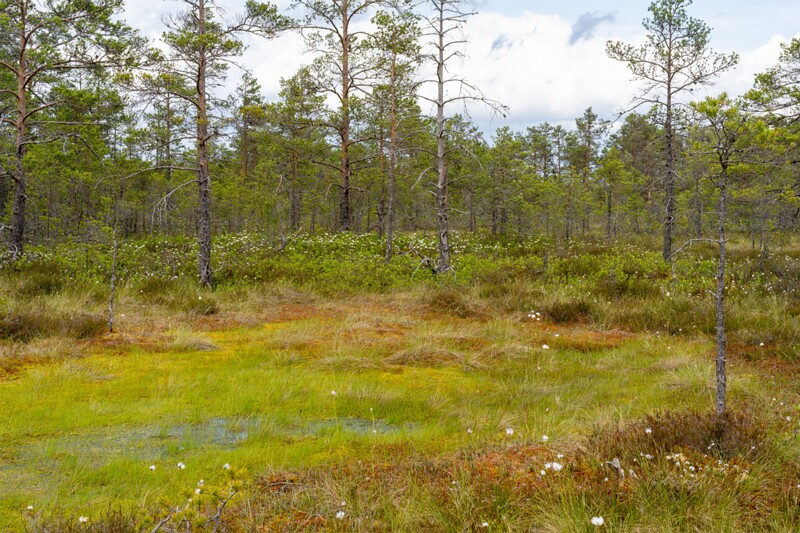 viru-raba 2025-06-07 3-61