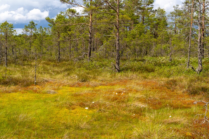 viru-raba 2025-06-07 3-64