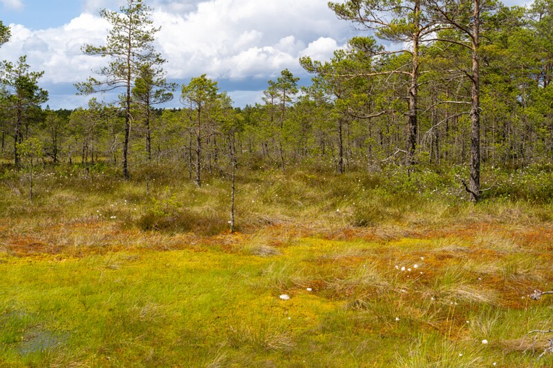 viru-raba 2025-06-07 3-65