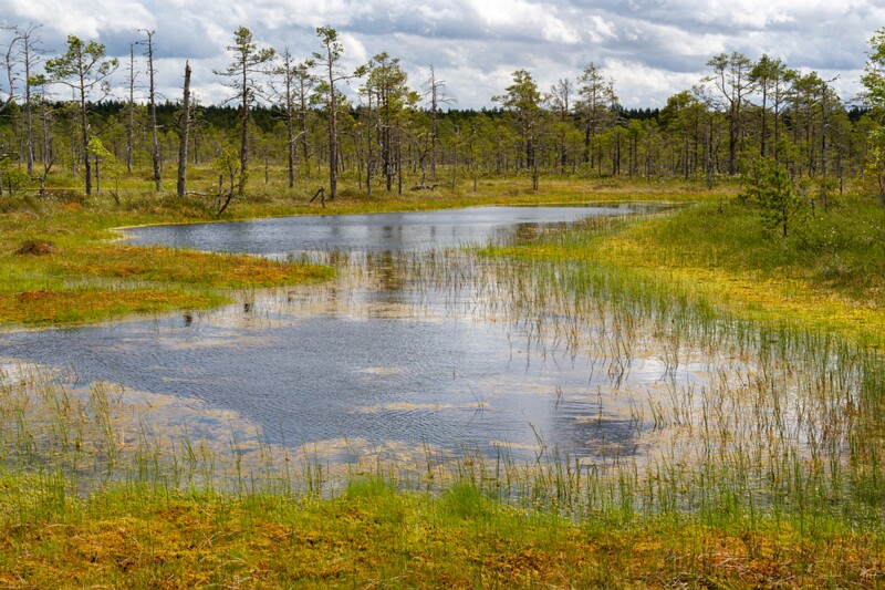 viru-raba 2025-06-07 3-66