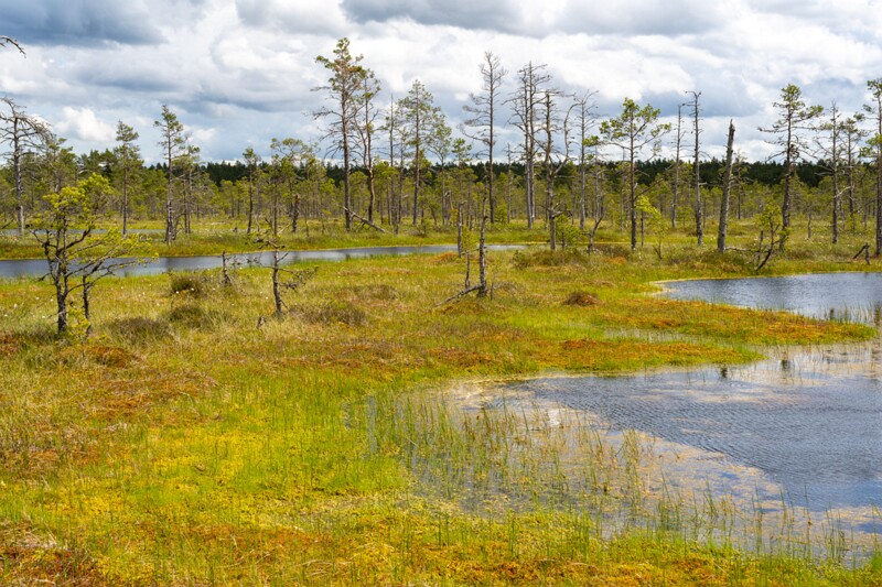 viru-raba 2025-06-07 3-67