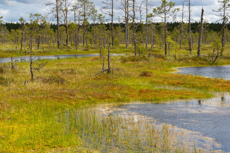 viru-raba 2025-06-07 3-68