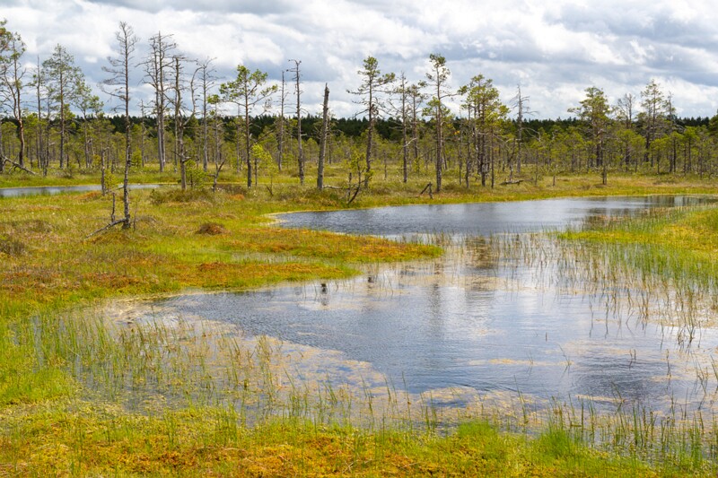 viru-raba 2025-06-07 3-69