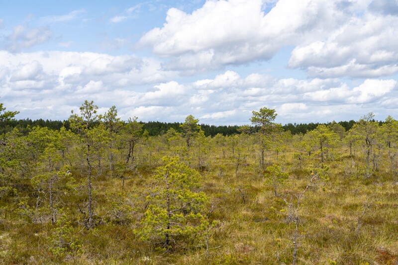 viru-raba 2025-06-07 3-7