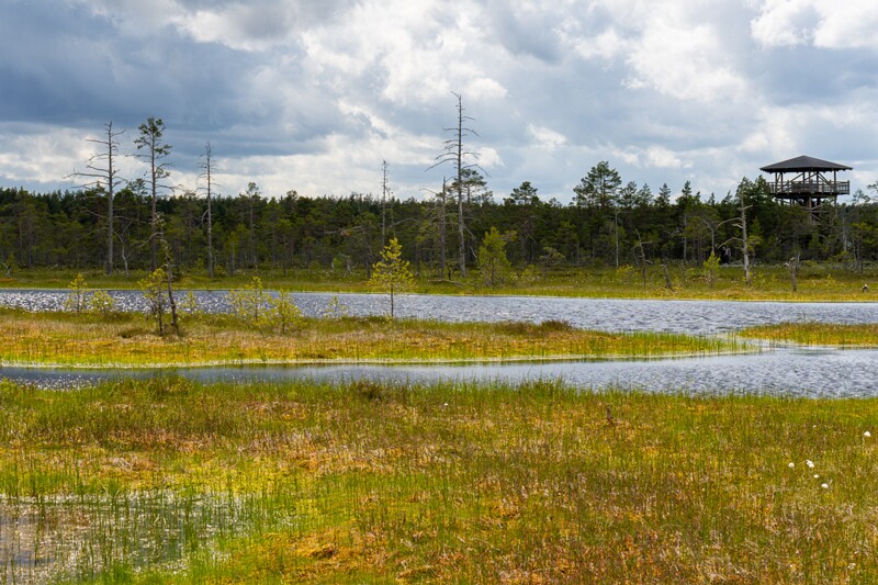 viru-raba 2025-06-07 3-71