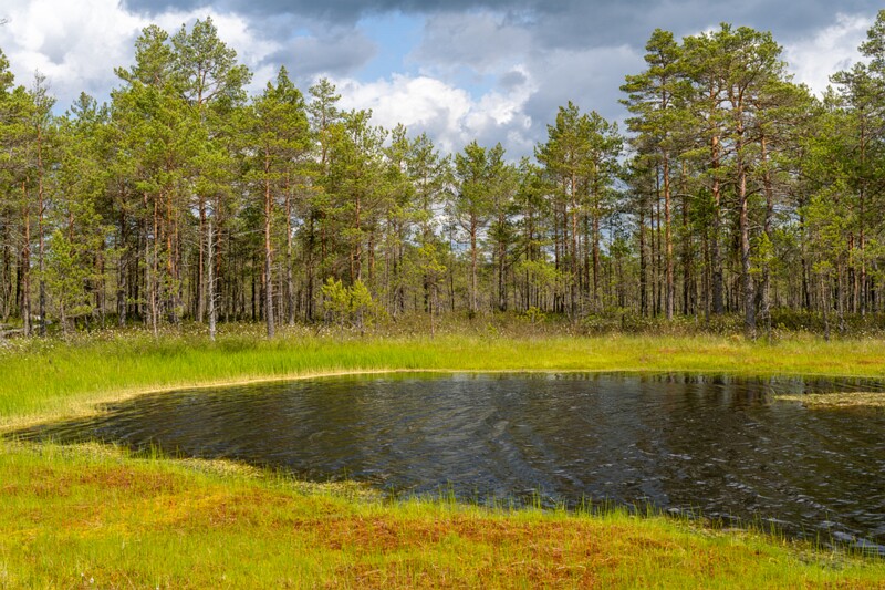 viru-raba 2025-06-07 3-74