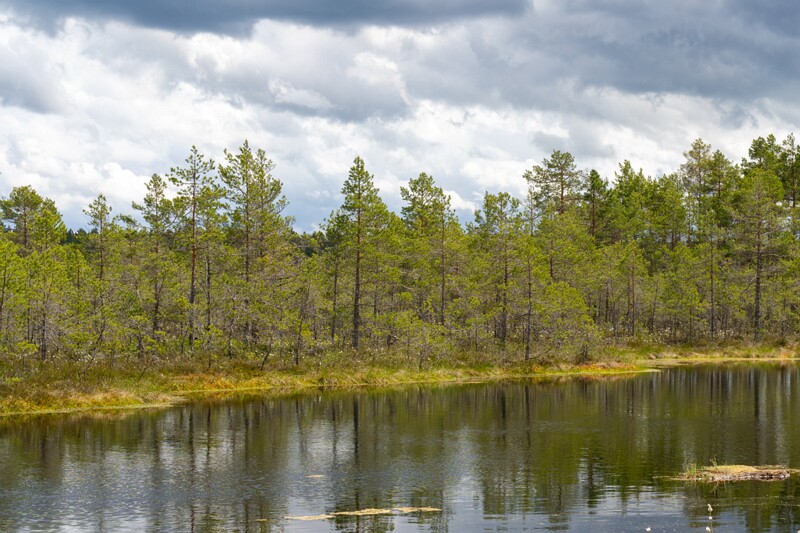 viru-raba 2025-06-07 3-76