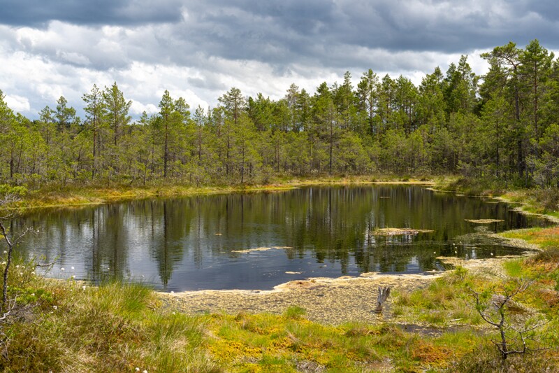 viru-raba 2025-06-07 3-77