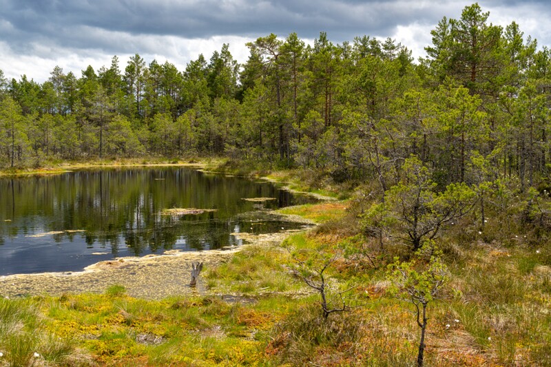 viru-raba 2025-06-07 3-79