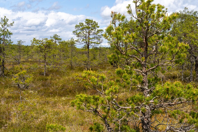 viru-raba 2025-06-07 3-8