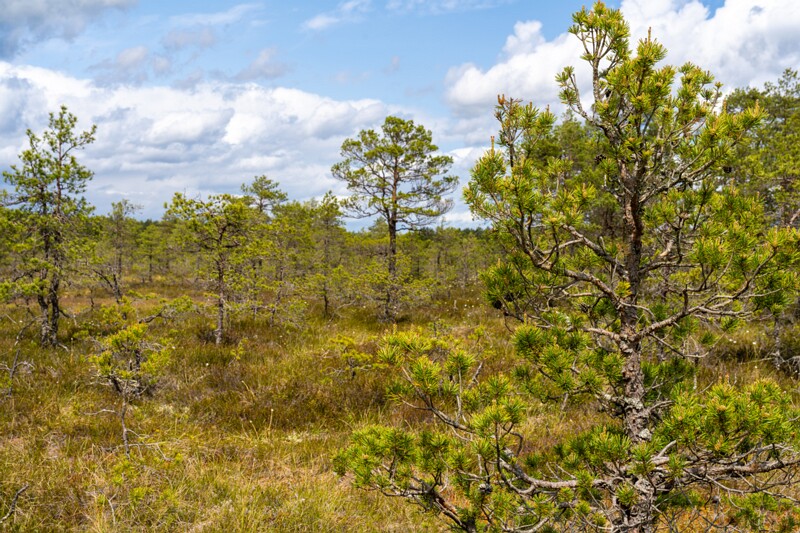 viru-raba 2025-06-07 3-9