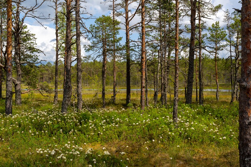 viru-raba 2025-06-07 4-1