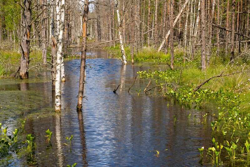 viru-raba 2025-06-07 4-10