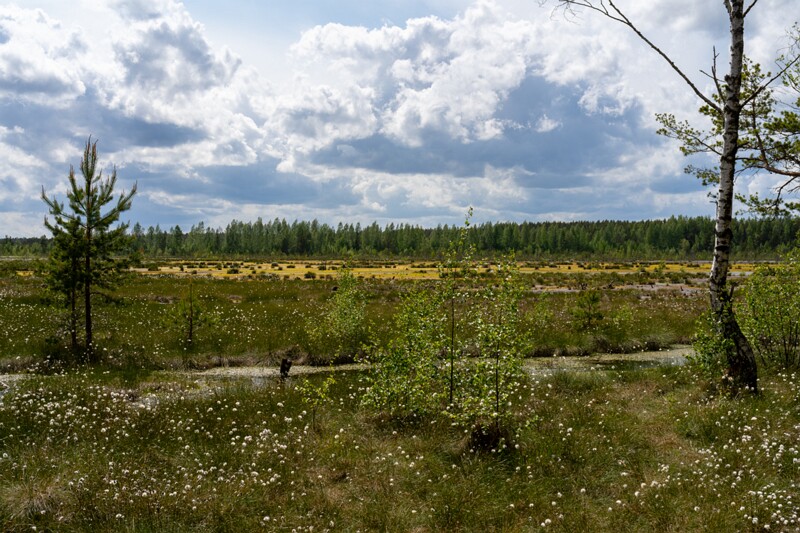 viru-raba 2025-06-07 4-11