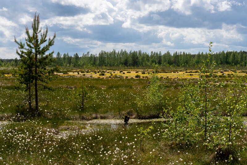 viru-raba 2025-06-07 4-12