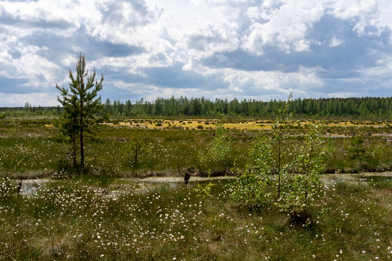 viru-raba 2025-06-07 4-13