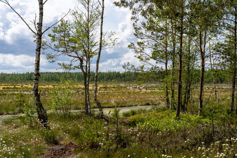 viru-raba 2025-06-07 4-14