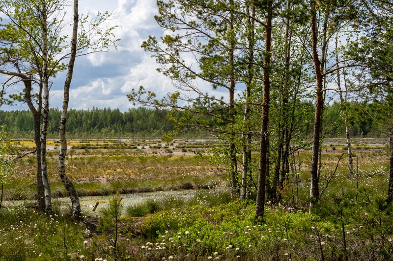 viru-raba 2025-06-07 4-15