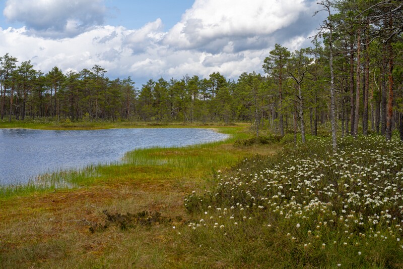 viru-raba 2025-06-07 4-2