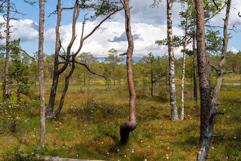 viru-raba 2025-06-07 4-3