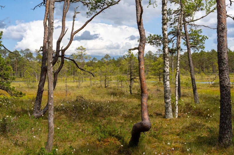 viru-raba 2025-06-07 4-4