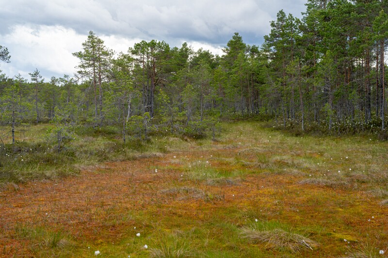 viru-raba 2025-06-07 4-5