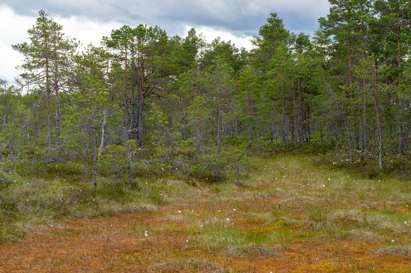 viru-raba 2025-06-07 4-6