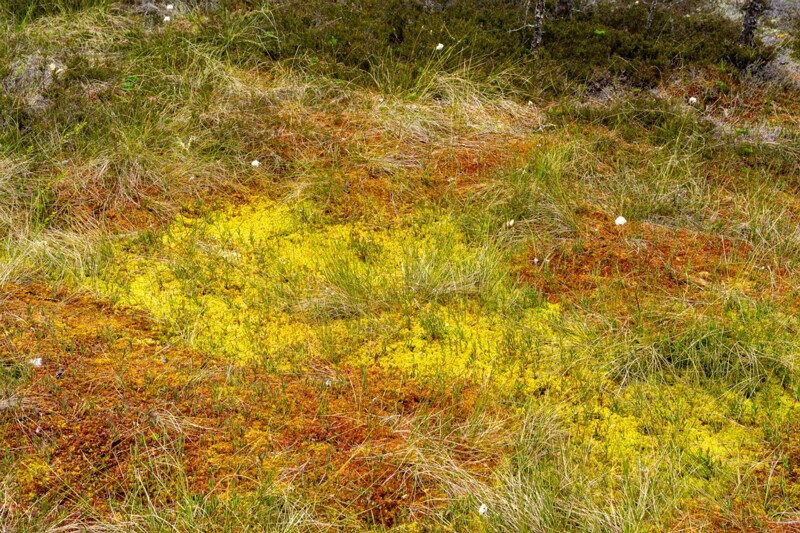 viru-raba 2025-06-07 4-7