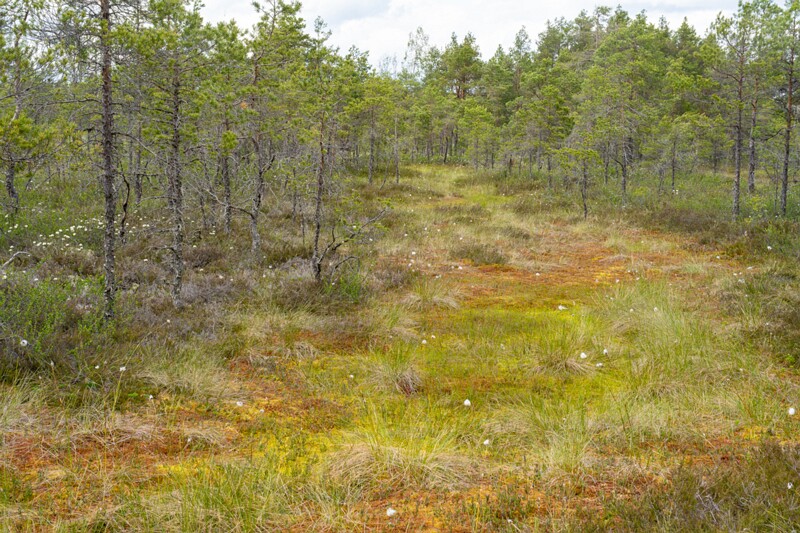 viru-raba 2025-06-07 4-8