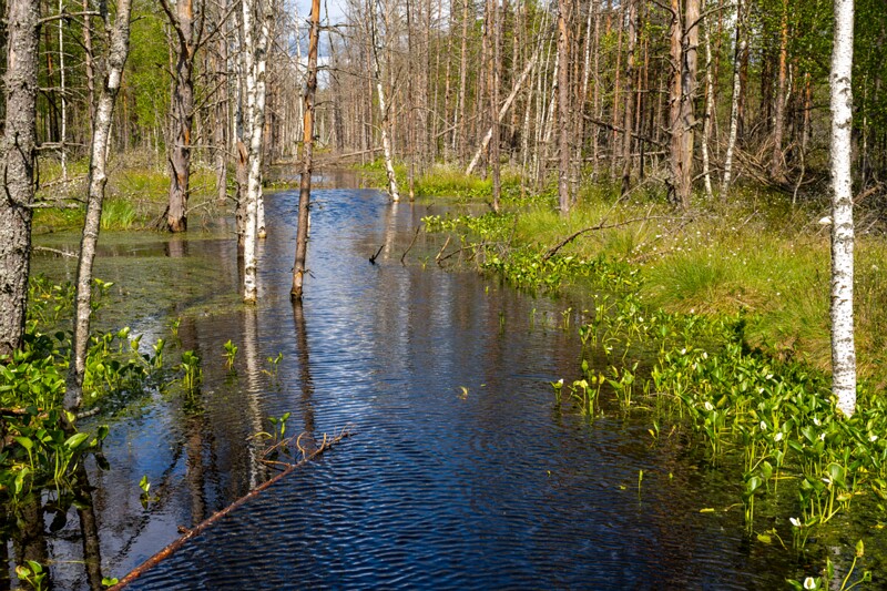 viru-raba 2025-06-07 4-9