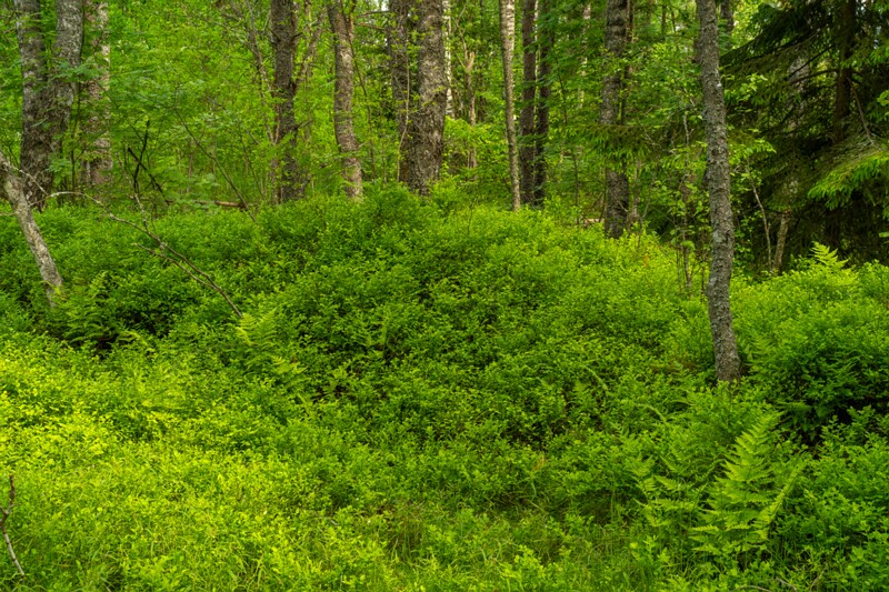 viru-raba 2025-06-07 5-10