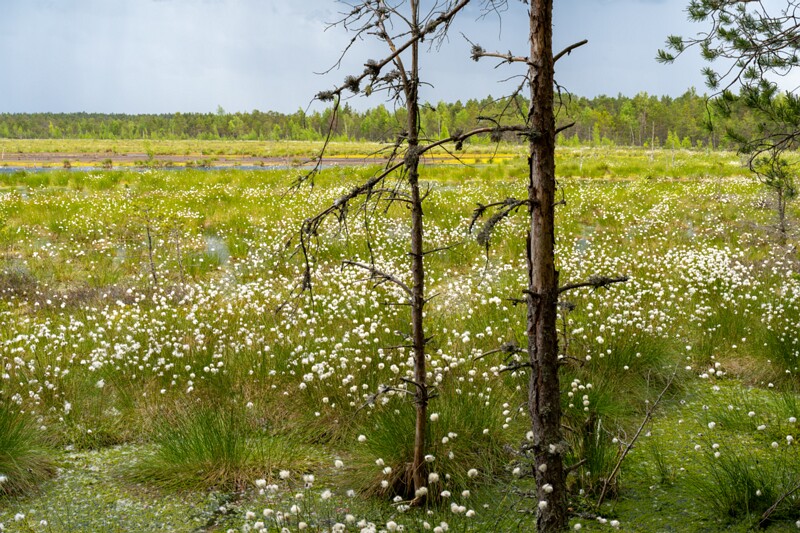 viru-raba 2025-06-07 5-11