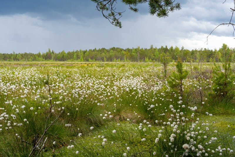 viru-raba 2025-06-07 5-12