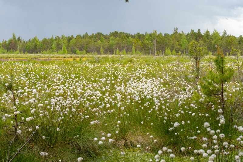 viru-raba 2025-06-07 5-13