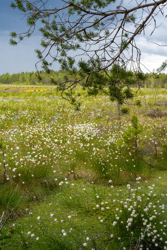 viru-raba 2025-06-07 5-14