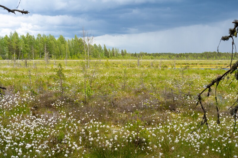 viru-raba 2025-06-07 5-15