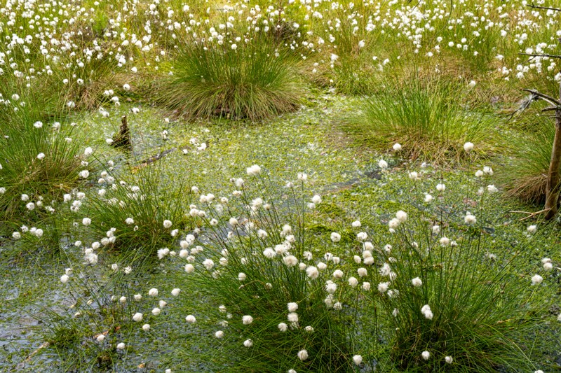 viru-raba 2025-06-07 5-16