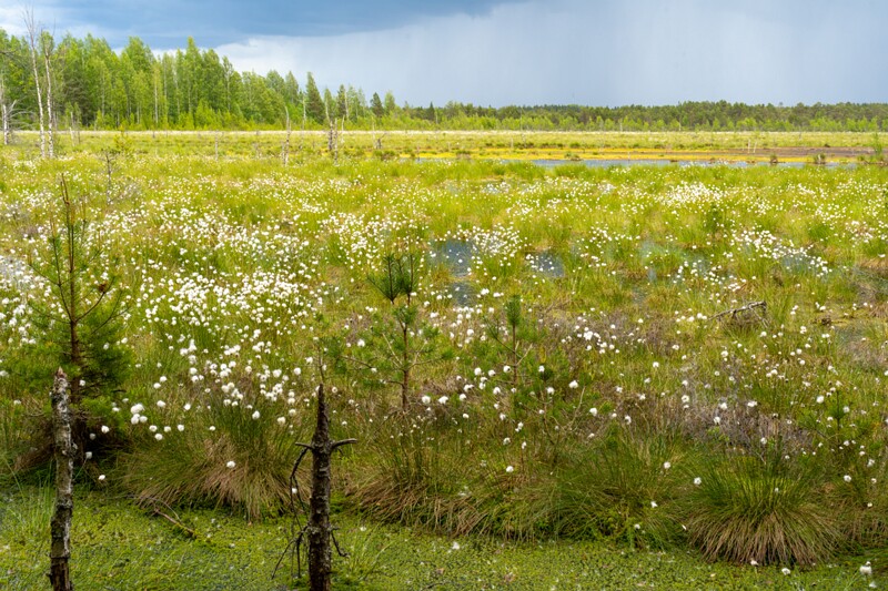 viru-raba 2025-06-07 5-17