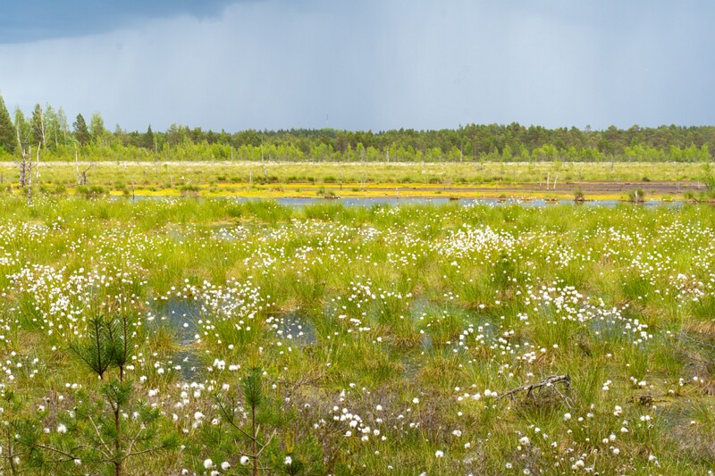 viru-raba 2025-06-07 5-18