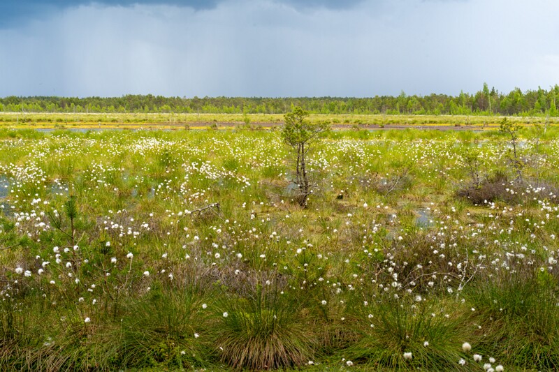 viru-raba 2025-06-07 5-19