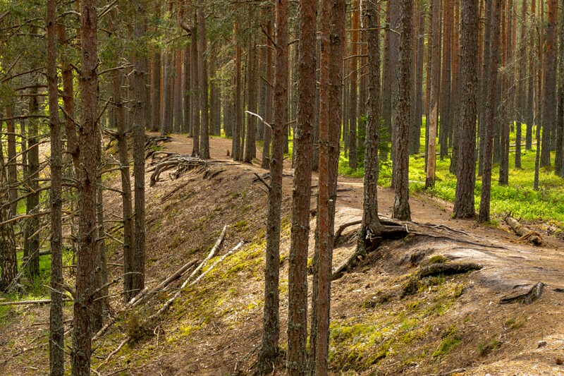 viru-raba 2025-06-07 5-2