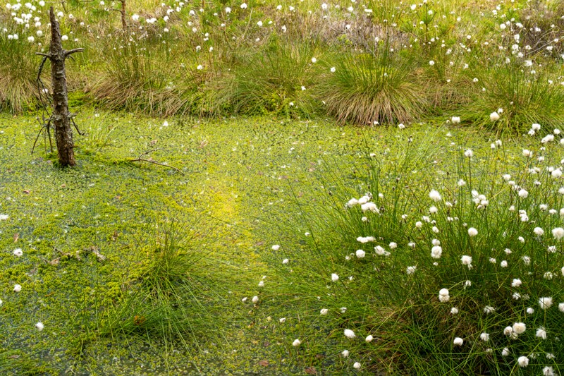 viru-raba 2025-06-07 5-20