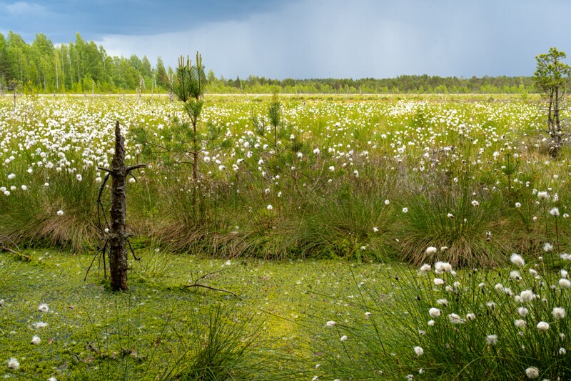 viru-raba 2025-06-07 5-21