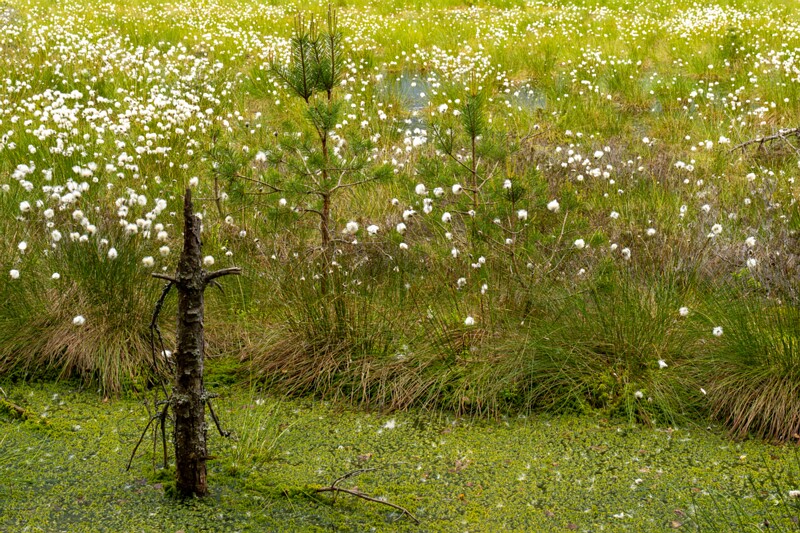 viru-raba 2025-06-07 5-22